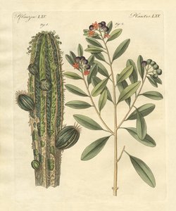 Plantes médicinales