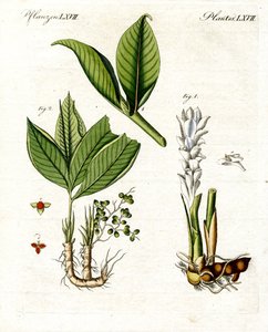 Plantes médicinales - German School