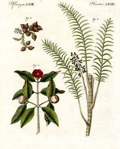 Plantes médicinales - German School