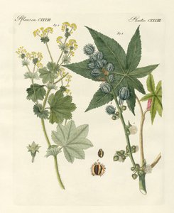 Plantes médicinales - German School