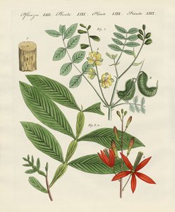 Plantes médicinales - German School