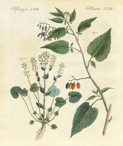 Plantes médicinales - German School