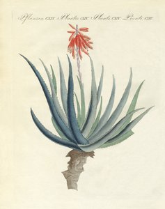 Plantes médicinales