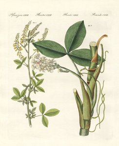 Plantes médicinales - German School