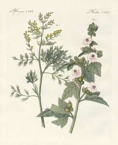 Plantes médicinales - German School