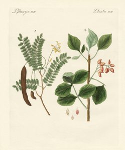 Plantes médicinales - German School