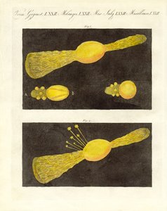 Météore (gravure en couleur) - German School