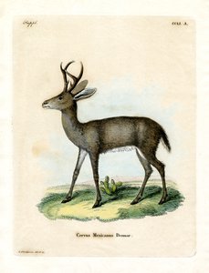 Cerf mexicain - German School
