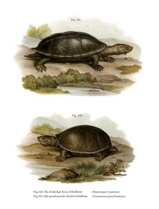 Tortue géante musquée mexicaine