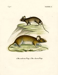 Souris