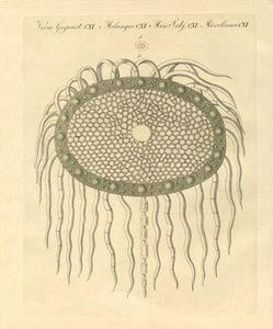 Image microscopique du trou du chardon sans plume - German School