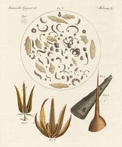 Objets microscopiques - German School