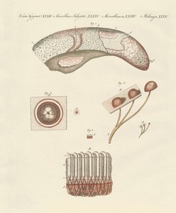 Étude microscopique de la langue de la vache