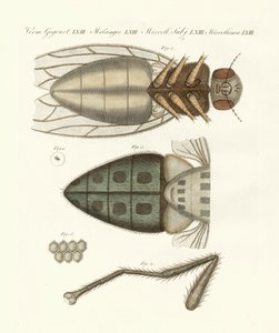 Vue microscopique de la mouche domestique - German School