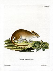 Gerbille de midi
