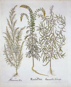 Mignonette, Southernwood et Tarragon, de Hortus Eystettensis, par Basil Besler, pub. 1613 - German School