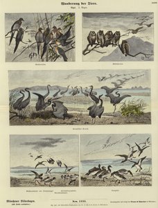 Migration des animaux