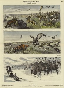 Migrations des animaux