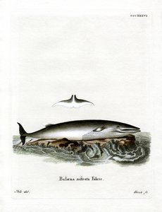 Baleine de Minke - German School