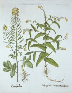 Cresson mitré et moutarde blanche, de Hortus Eystettensis, par Basil Besler (1561-1629), pub. 1613 - German School
