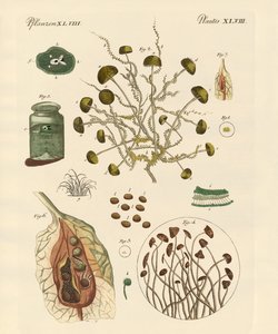 Moisissure