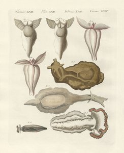 Mollusques
