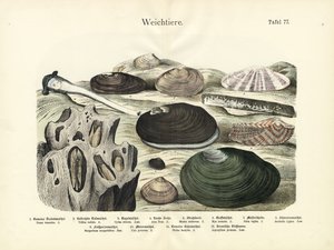 Mollusques, vers 1860 (lithographie couleur)