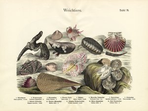 Mollusques, c.1860 - German School