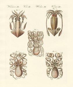 Mollusques ou vers mous - German School