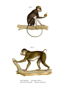 Singe mona, 1860 - German School