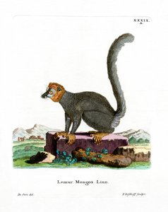Lémur mongous - German School