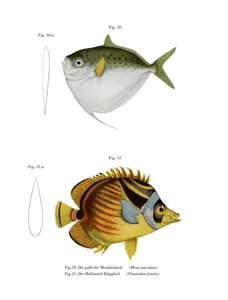 Poisson-lune - German School