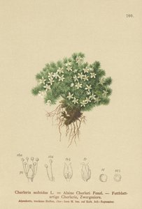 Cyphelle mousseuse (Cherleria sedoides, Minuartia sedoides, Alsine Cherleri) - German School