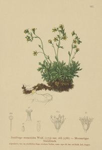 Saxifrage mousseuse