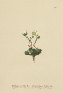 Saxifrage mousse (Saxifraga bryoides)