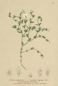Stellaire des montagnes (Stellaria cerastioides) - German School