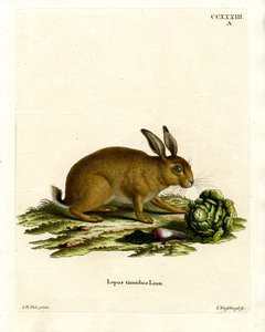 Lièvre des montagnes