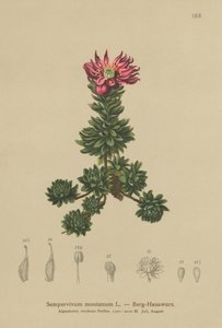 Joubarbe des montagnes (Sempervivum montanum) - German School