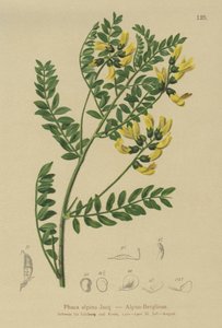 Lentille des montagnes (Phaca alpina)