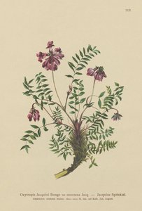 Astragale des montagnes (Oxytropis Jacquini) - German School