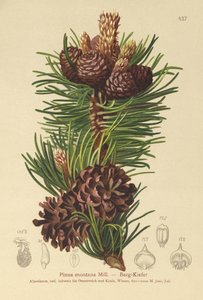 Pin des montagnes (Pinus montana, Pinus mugo) - German School