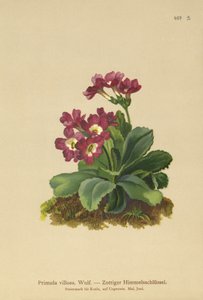 Primevère des montagnes (Primula villosa) - German School