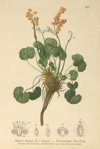 Oseille des montagnes (Oxyria digyna)