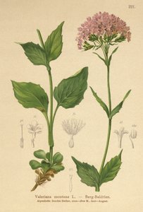 Valériane des montagnes (Valeriana montana) - German School