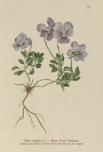 Pensée du Mont Cenis (Viola Cenisia) - German School