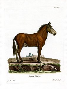 Mule - German School
