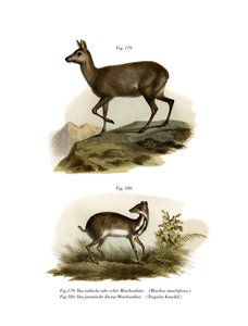 Cerf porte-musc, 1860