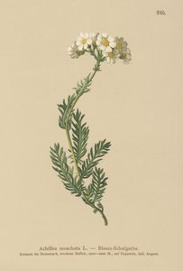 Achillée musquée (Achillea moschata, Achillea erba-rotta ssp. moschata) - German School