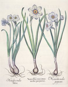 Narcisses : 1.Narcissus maximus medio purpureus ; 2.Narcissus medio luteus ; 3.Narcissus medio purpureus, du Hortus Eystettensis par Basil Besler (1561-1629), pub. 1613