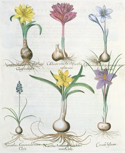 Narcisses, crocus et jacinthe, du Hortus Eystettensis par Basil Besler - German School